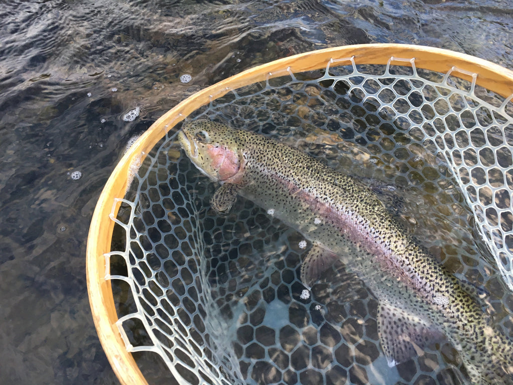 Madison River Fishing Report 5/1