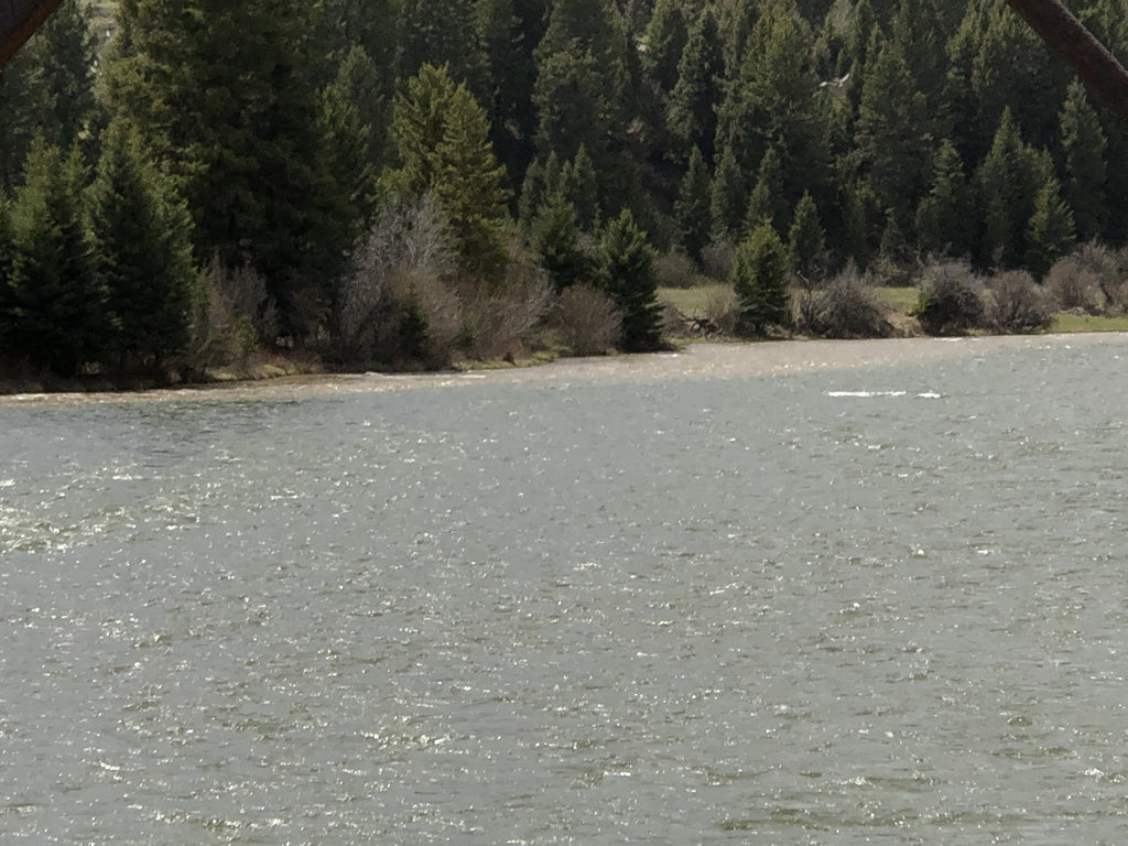 Madison River report and quarantine update 5/20…