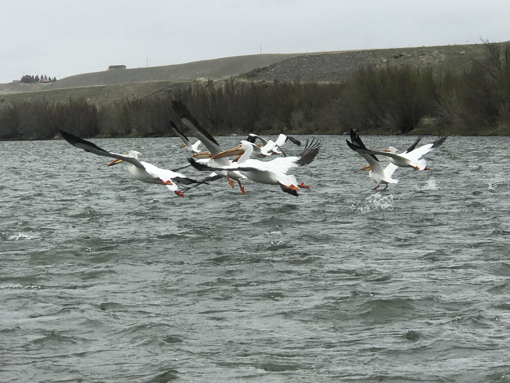 Run Off on Hold….For now, Madison River Fishing Report 5/24