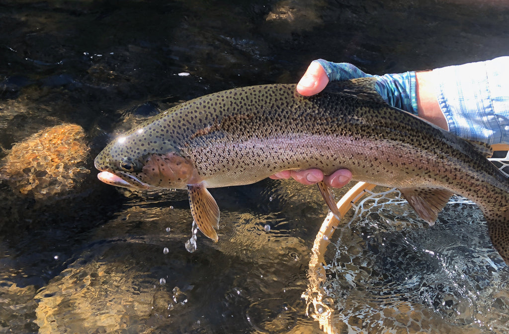 A quick shot of a larger rainbow taken on a grasshopper and safely released onto Madison River near Ennis Montana