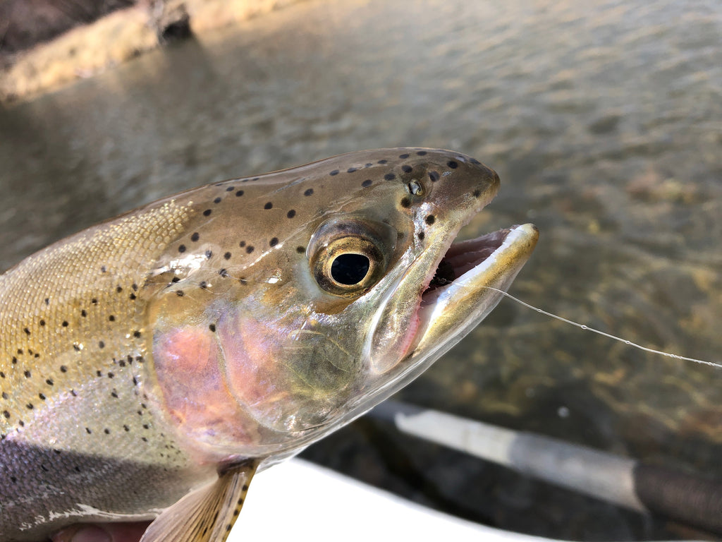 Madison River Fishing Report 4/21/2020…
