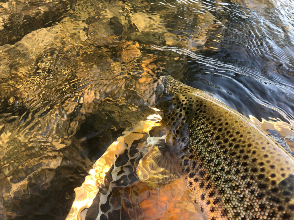 Releasing brown trout back into Madison River near Ennis Montana