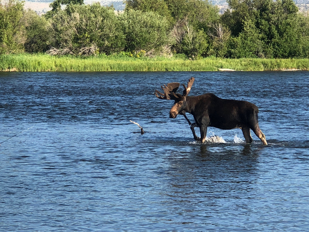 Double hook up wade fishing the upper Madison River in the spring. A great  time to be fly fishing the Ennis Montana area. - Picture of Montana Fish  Man Outfitting, Ennis - Tripadvisor