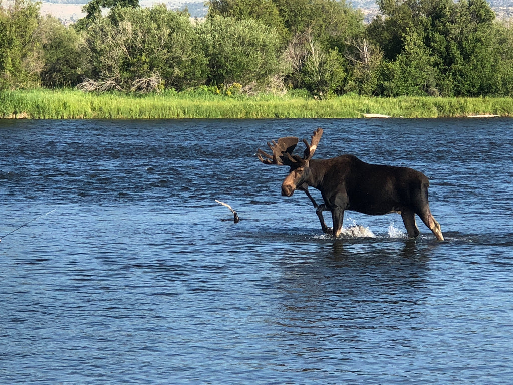 Madison Rivers other residents near Ennis Montana, A large bull moose