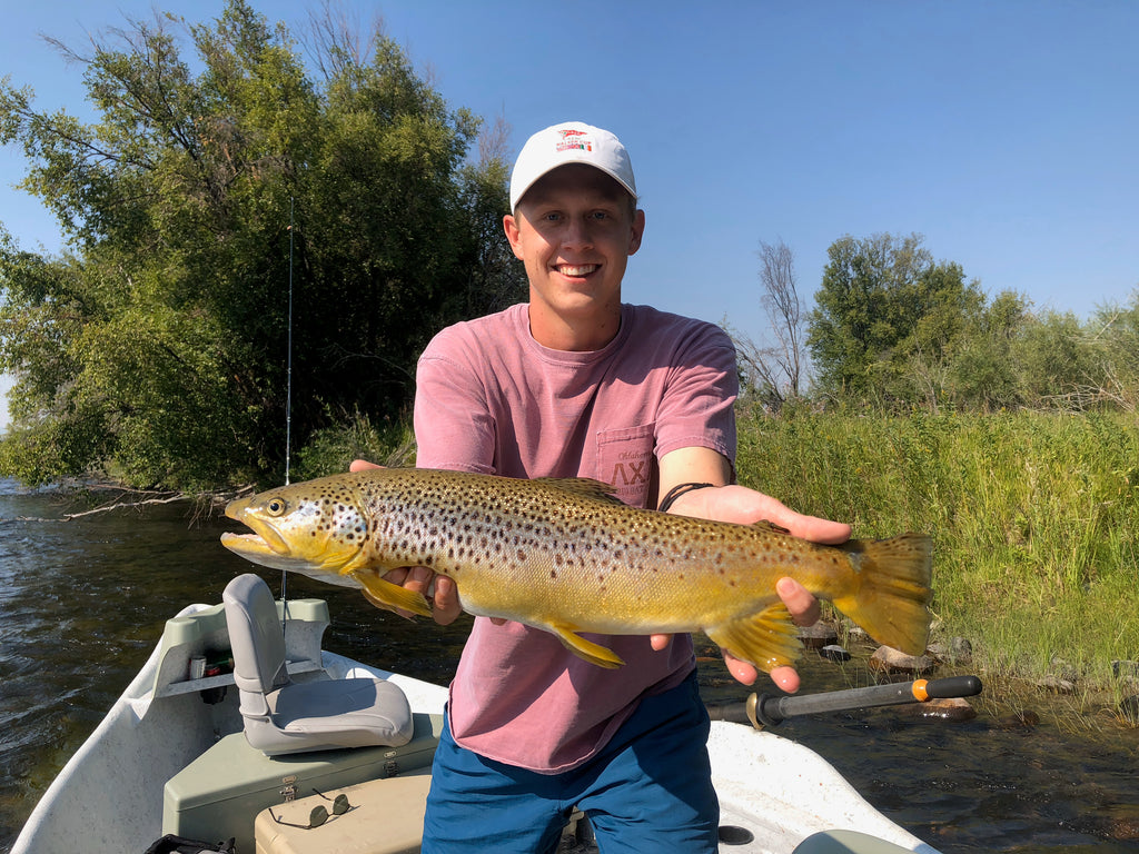 A big brown trout caught fly fishing with grasshoppers on the Upper Madison River near Ennis, Montana.